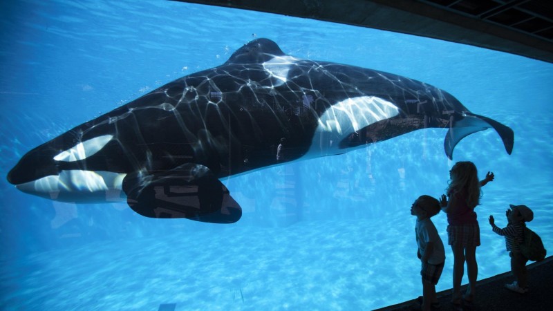 Why The Majority Of People Are Wrong Regarding What’s Happening At SeaWorld